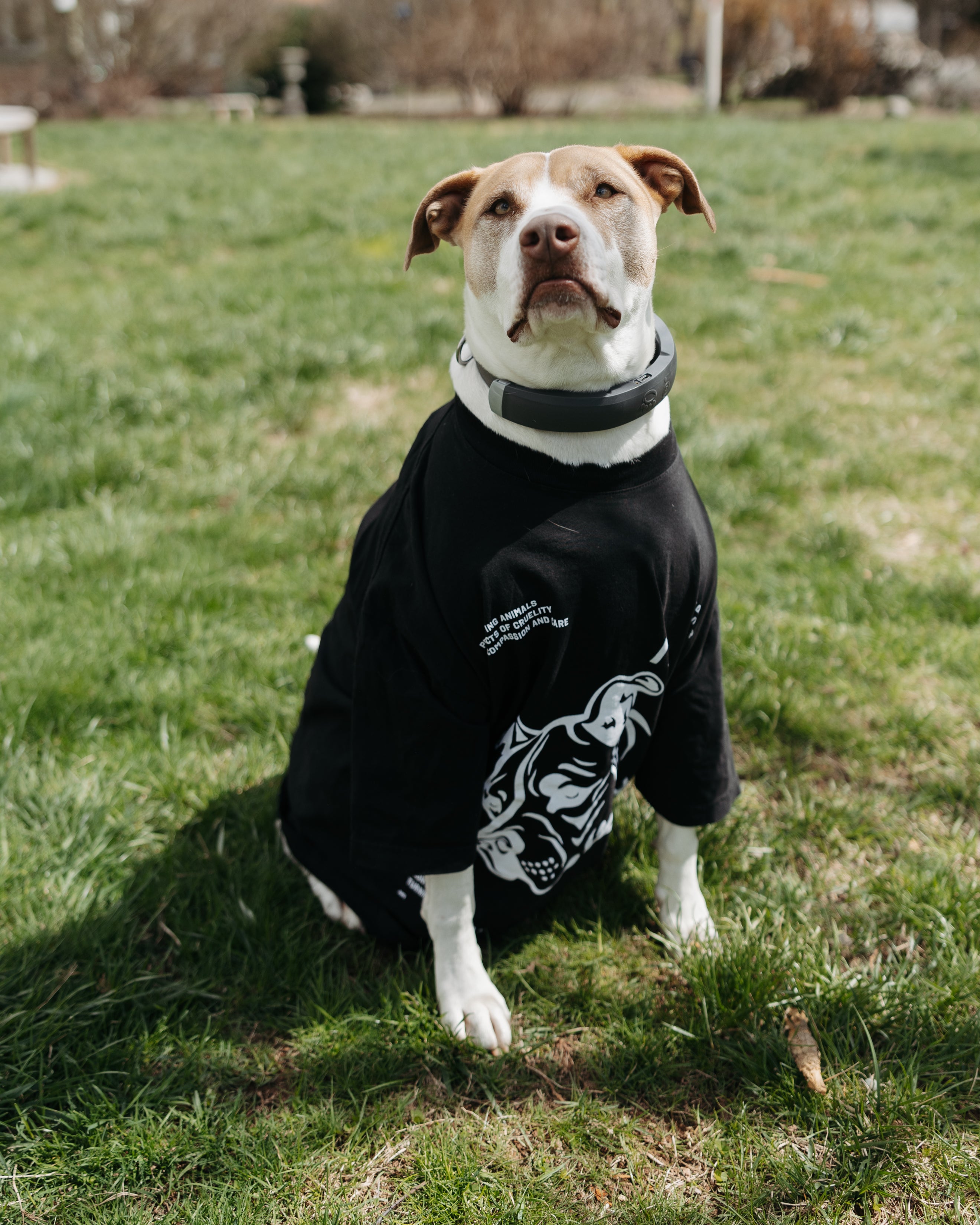MONTEY'S PACK COMMUNITY SHIRT (Fundraiser)